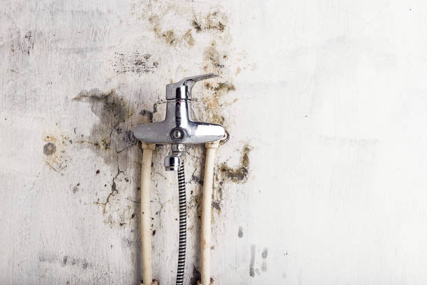 Best White Mold Remediation in Gallipolis, OH