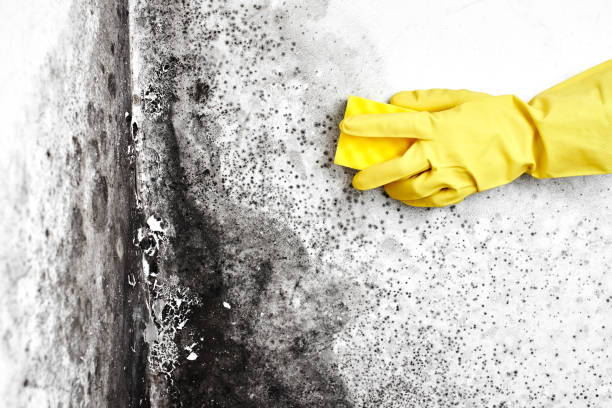 Best Black Mold Remediation in Gallipolis, OH