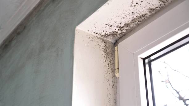 Best Emergency Mold Remediation in Gallipolis, OH