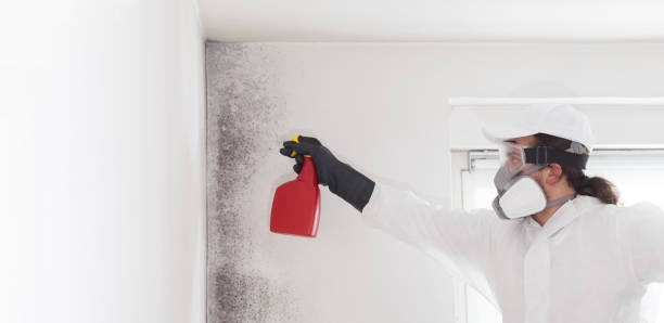 Best Insurance-Related Mold Remediation in Gallipolis, OH