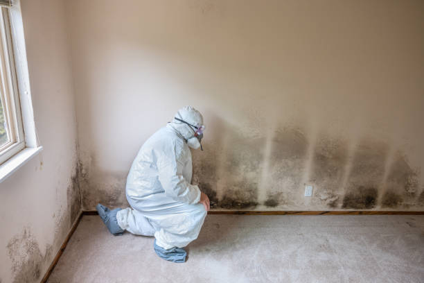 Best Residential Mold Remediation in Gallipolis, OH