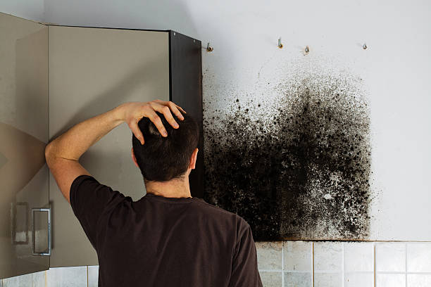 Best Kitchen Mold Remediation in Gallipolis, OH