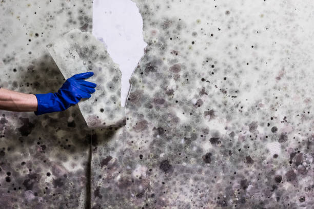 Best Localized Mold Remediation (e.g., coastal areas, humid climates) in Gallipolis, OH