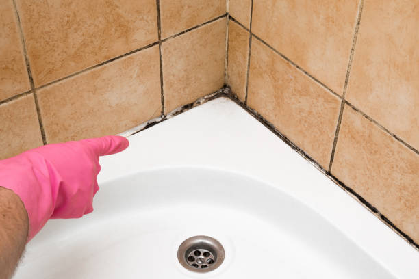 Best Attic Mold Remediation in Gallipolis, OH